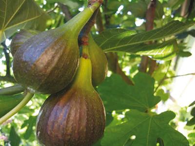 Ficus carica